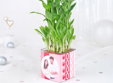 Anniversary plants