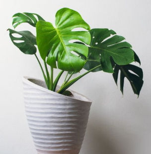 Anniversary Gifts for Nature Lovers