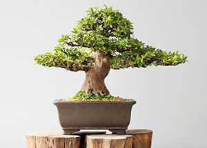 Beginner's Guide to Growing a Bonsai Tree