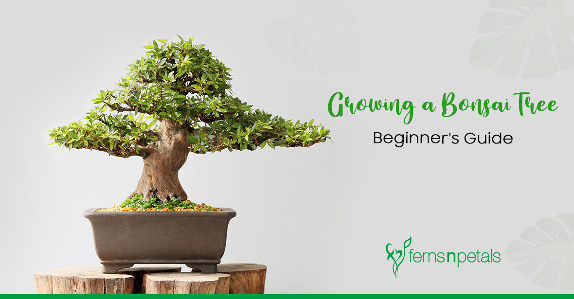 Beginner's Guide to Growing a Bonsai Tree