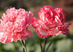 What are the Health Benefits of Carnations?