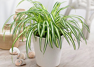 Spider Plant Benefits That Will Make Your Jaw Drop