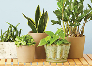 Top 5 Indoor Plants To Spruce Up Your Interiors