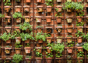 Vertical Gardens Your Answer To Space Crunch