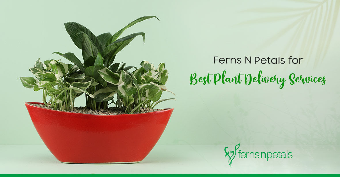Why Choose Ferns N Petals for the Best Plant Delivery Services