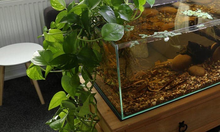 Which plants are best suited for an Aquarium?