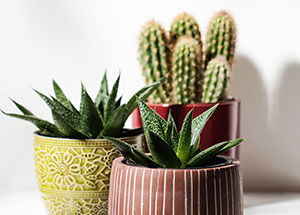 Things to Avoid While Caring for a Cactus Plant