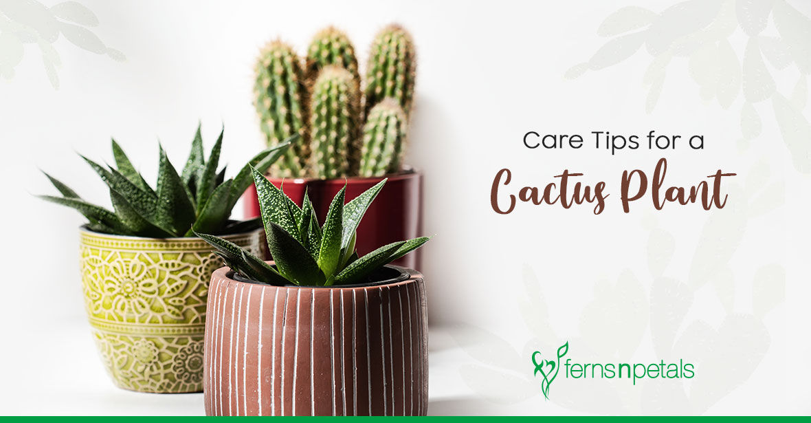 Things to Avoid While Caring for a Cactus Plant