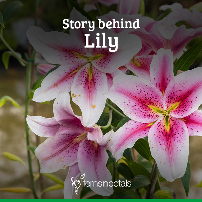 What is the Origin of Lily?