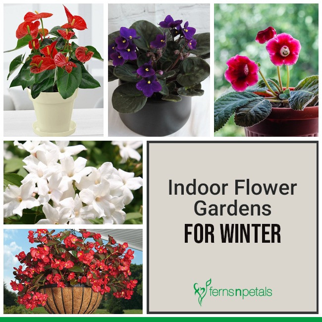 Best Indoor Flowers for Winters