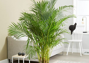 Areca Palm Know About Lesser Known Natural Humidifier