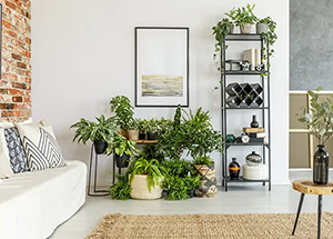 What Is The Importance Of Plants In Our Homes