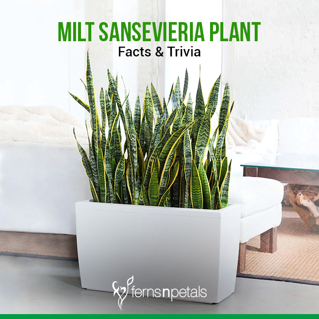 Mother in Law's Tongue (MILT) Sansevieria Plant- Facts Trivia