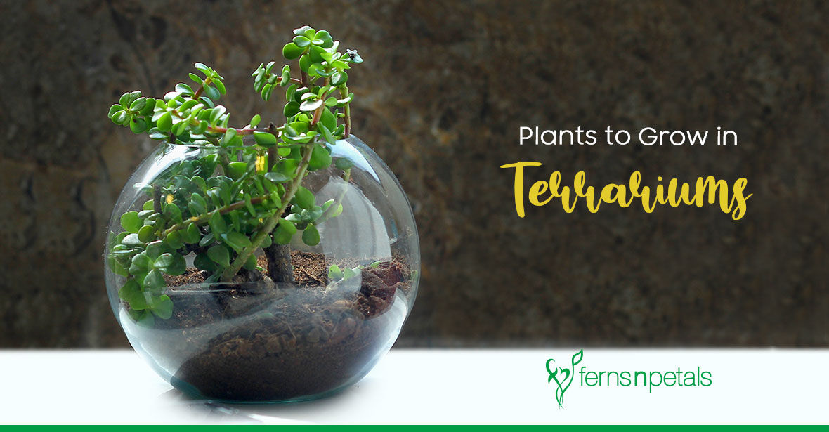 Plants That Grow Well in Terrariums