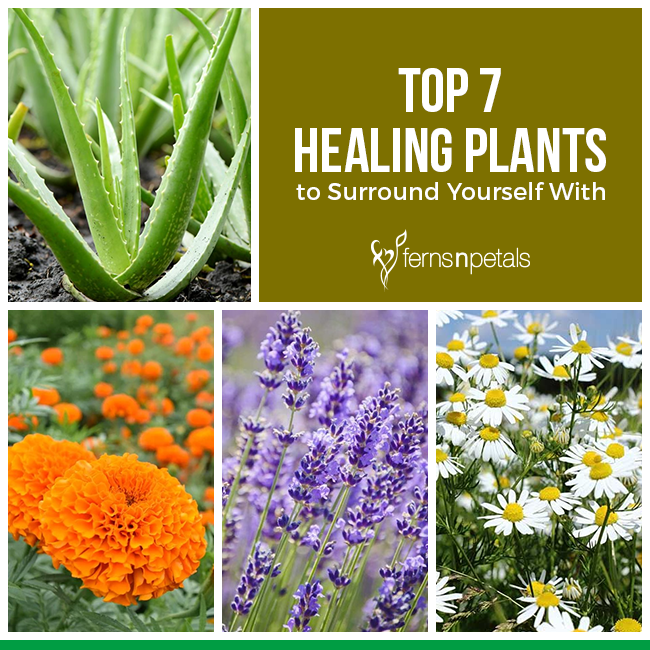 Top 7 Healing Plants to Surround Yourself With