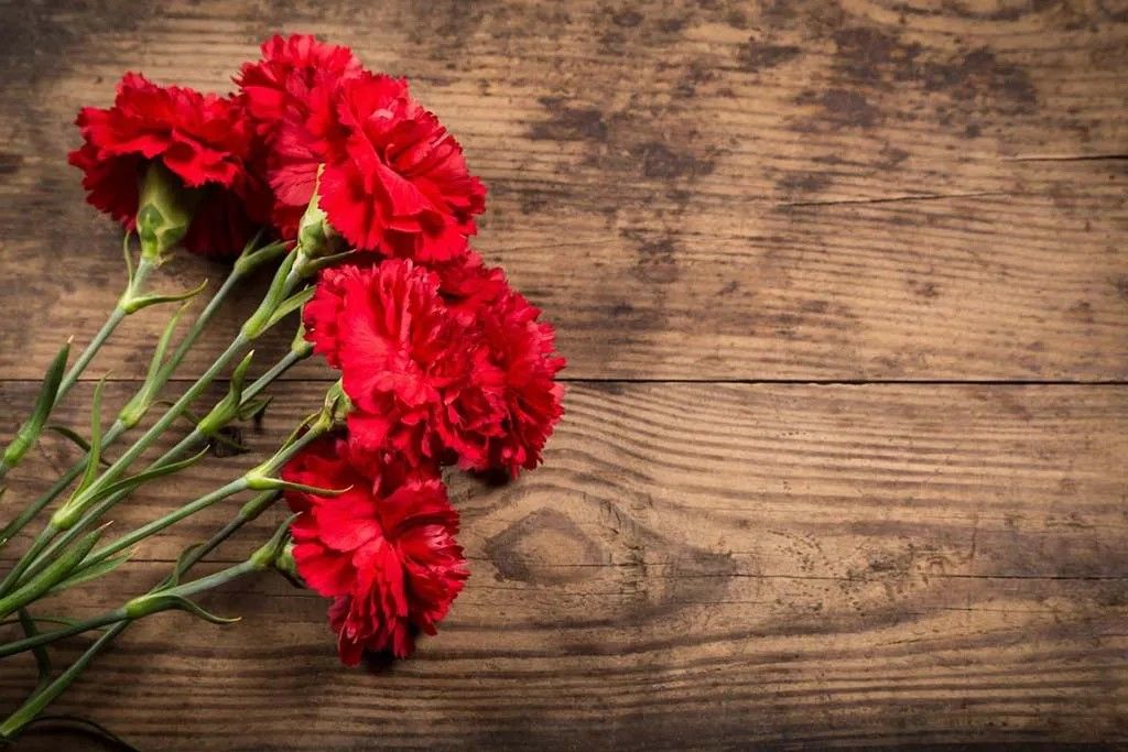 Interesting facts about carnations