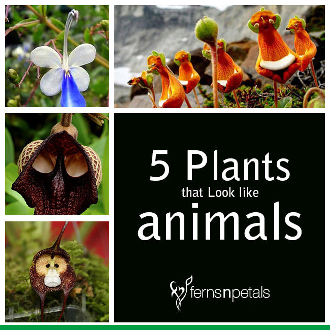 5 Plants that Look like Animals - Ferns N Petals
