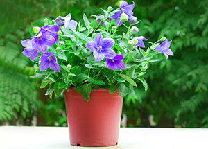 Can you Grow Balloon Flower at Home?