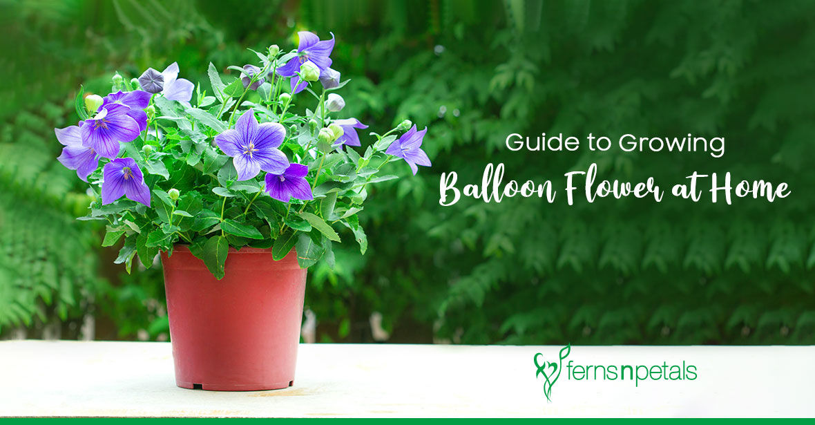Can you Grow Balloon Flower at Home