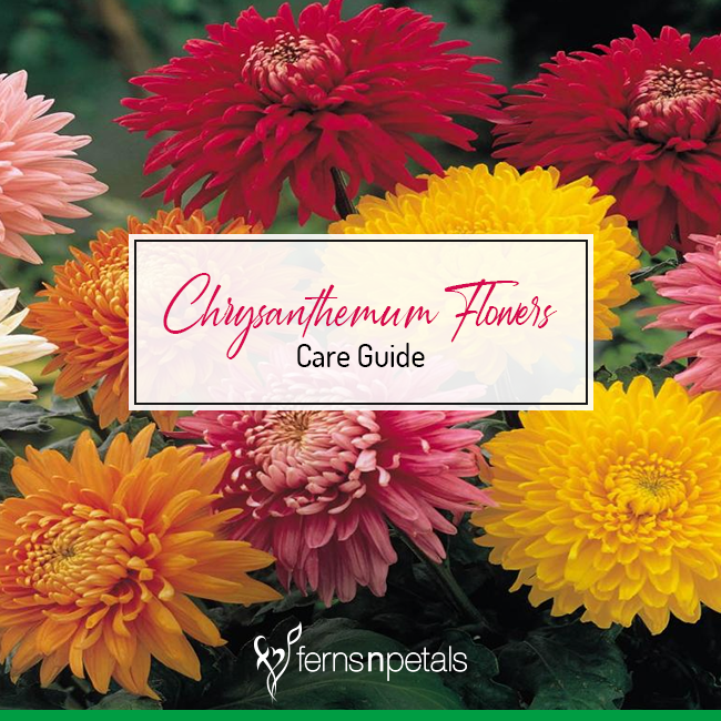 How To Care For Chrysanthemum Flowers?