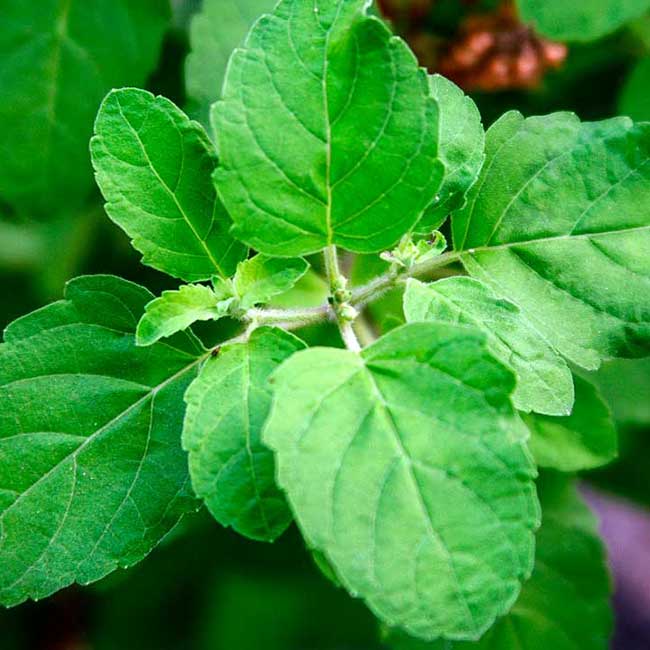 Ajwain