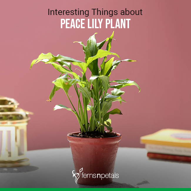 Interesting Things to Know About Peace Lily Plant - Ferns N Petals