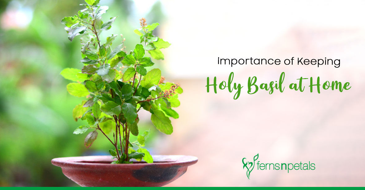 Beneficial to Keep Holy Basil at Home