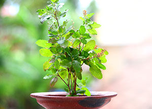 Why Is It Beneficial To Keep Holy Basil At Home?