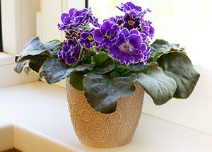 Guide to Grow & Take Care of African Violets