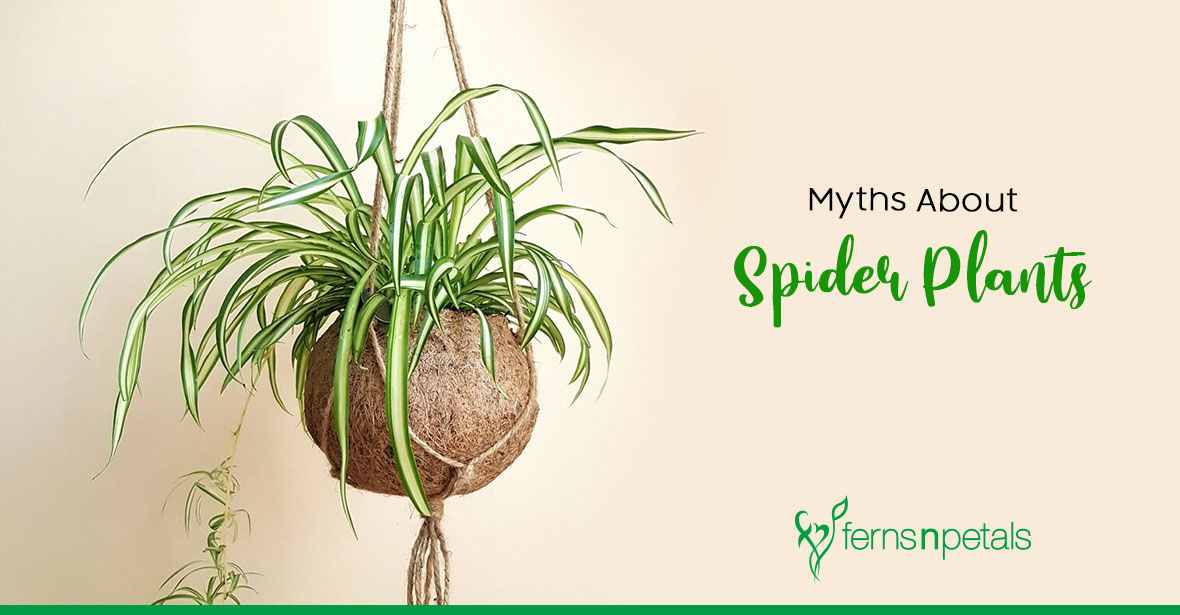 Myths About Spider Plants 