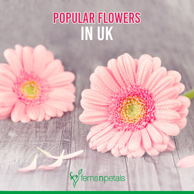 Which Flowers Are Popular In UK?