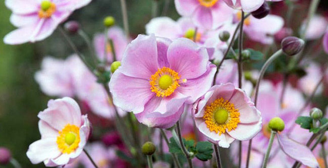 Which Flowers Are Popular In UK?