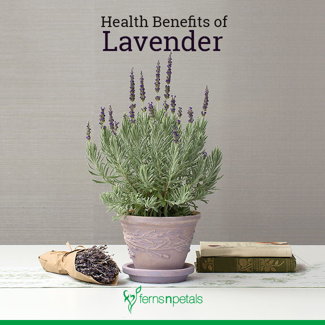What are the Health Benefits of Lavender?