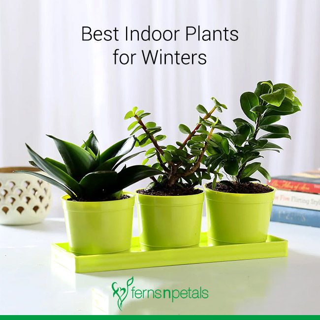 What are the Best Indoor Plants for Winters?