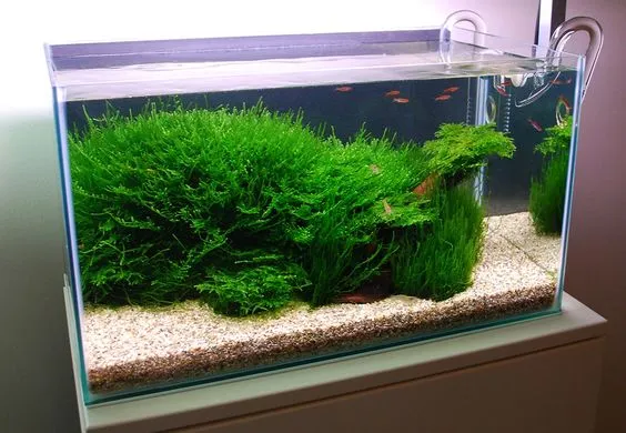 Which plants are best suited for an Aquarium?