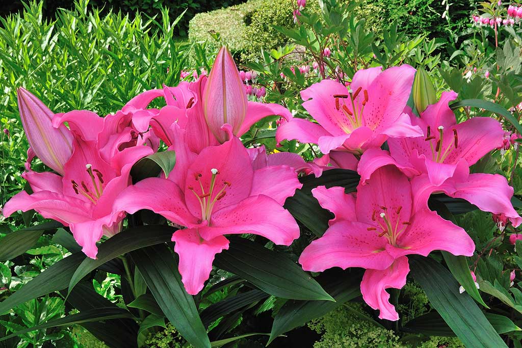 oriental lilies 