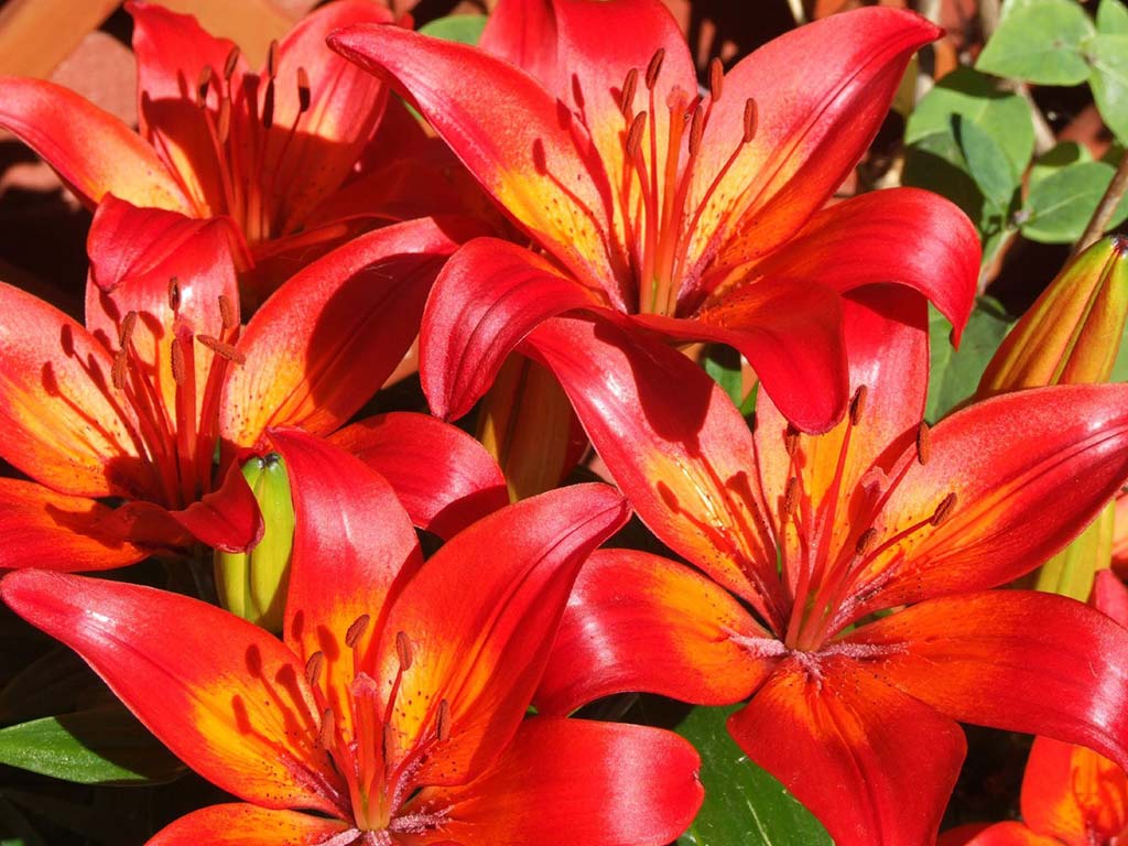 Red lilies 