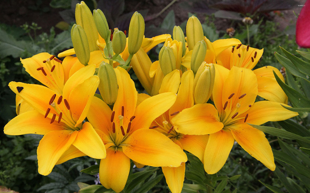 Yellow lilies 