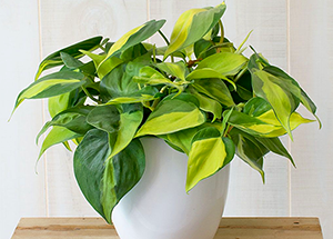 Know More About Philodendron Plants