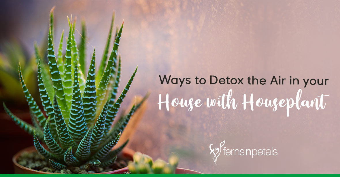 Ways to Detox the Air in your House with Houseplants