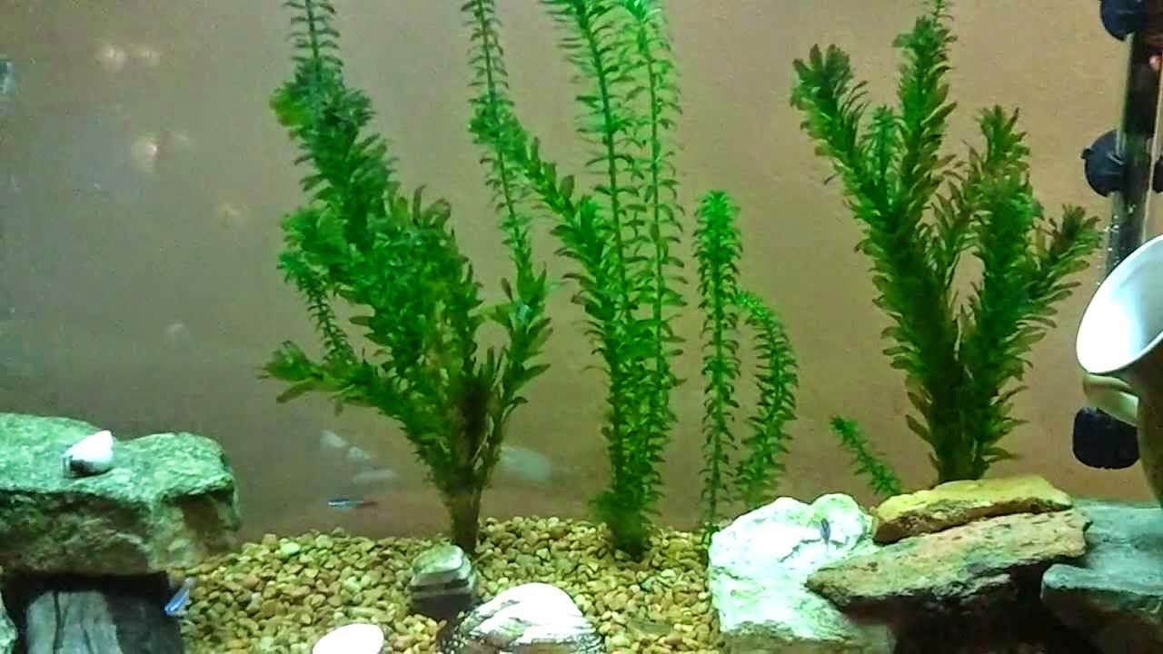 Which plants are best suited for an Aquarium?