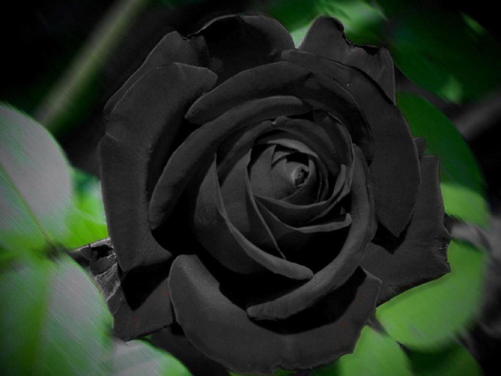 black roses