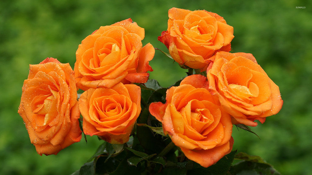 Orange roses 