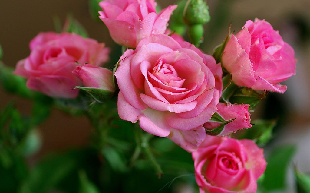 pink roses