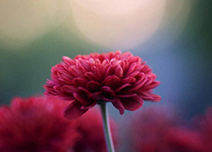Know More about Chrysanthemum- The November Flower