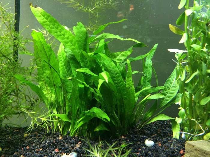 Which plants are best suited for an Aquarium?