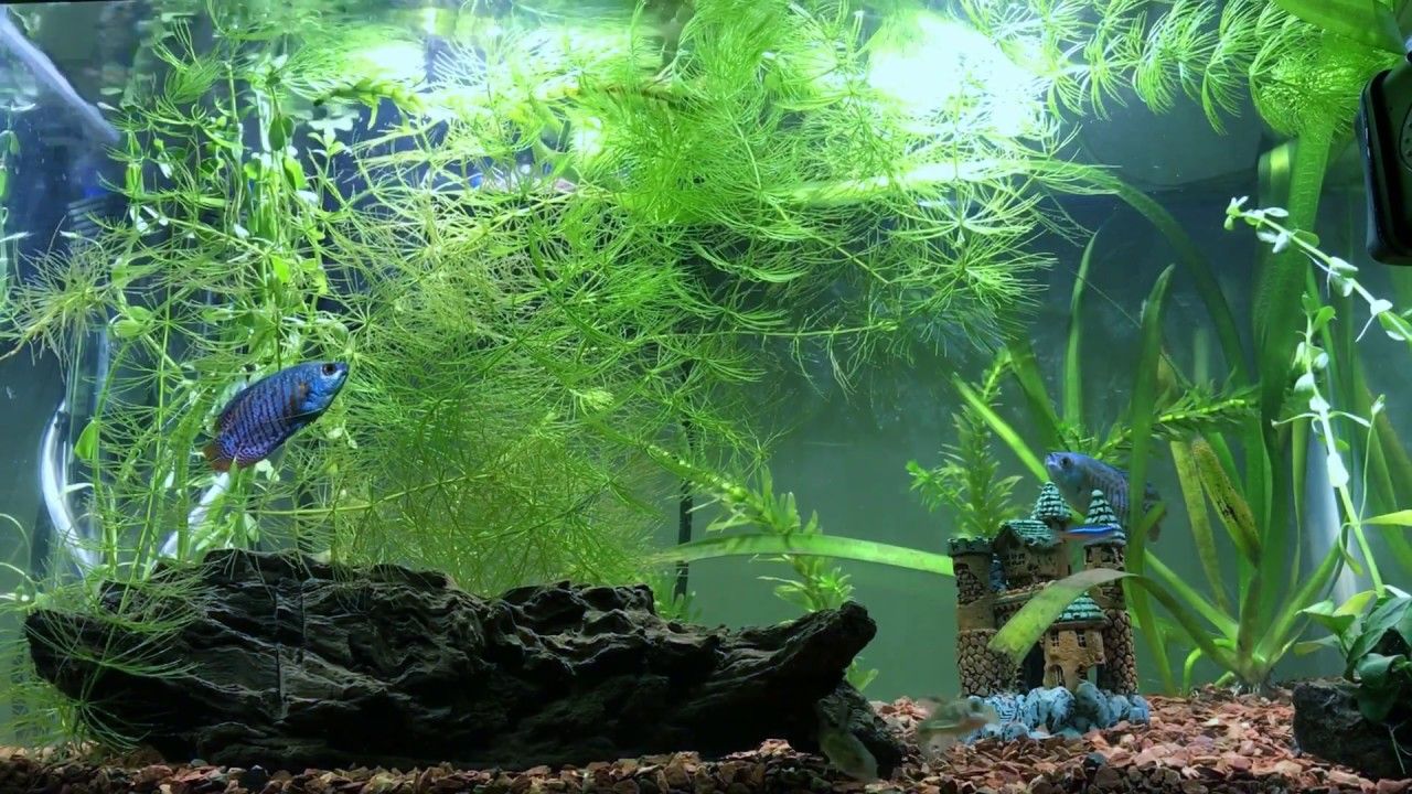 Which plants are best suited for an Aquarium?