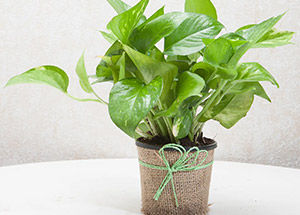 How To Take Care Of Money Plants?
