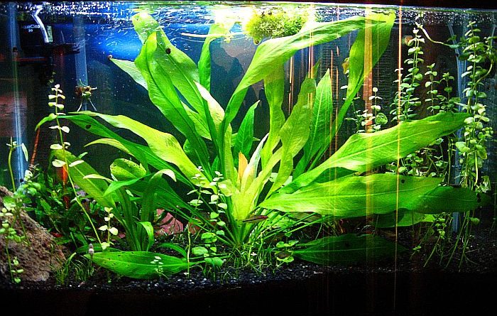 Which plants are best suited for an Aquarium?