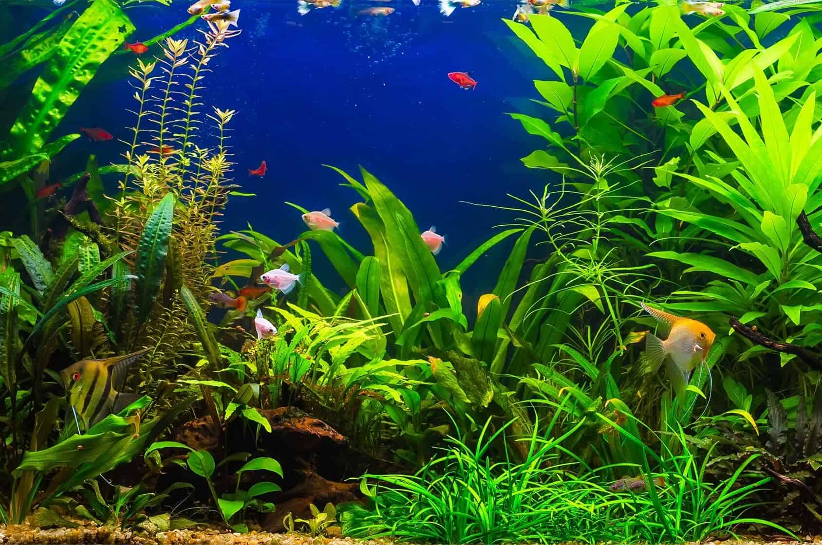 Which plants are best suited for an Aquarium?